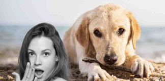 4 pericoli cani in spiaggia