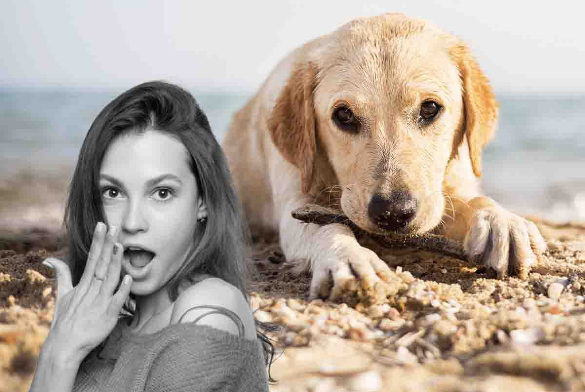 4 pericoli cani in spiaggia