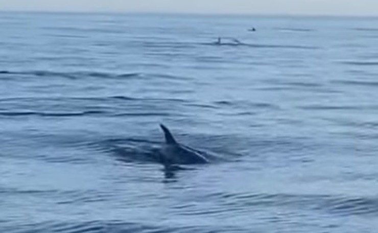 Delfini a largo della riviera romagnola, il video ha fatto il giro del web 
