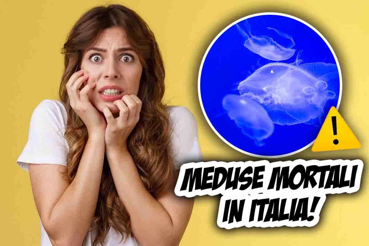 Meduse mortali arrivano in Italia