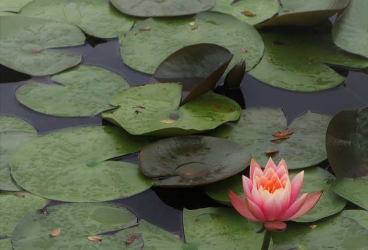 Incantevole sorpresa vicino a Milano: paradiso naturale con ninfee