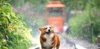 Guardate la reazione del cane