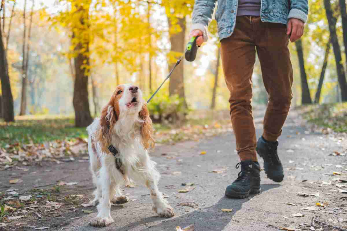 Cane abbaia tutti: cosa fare