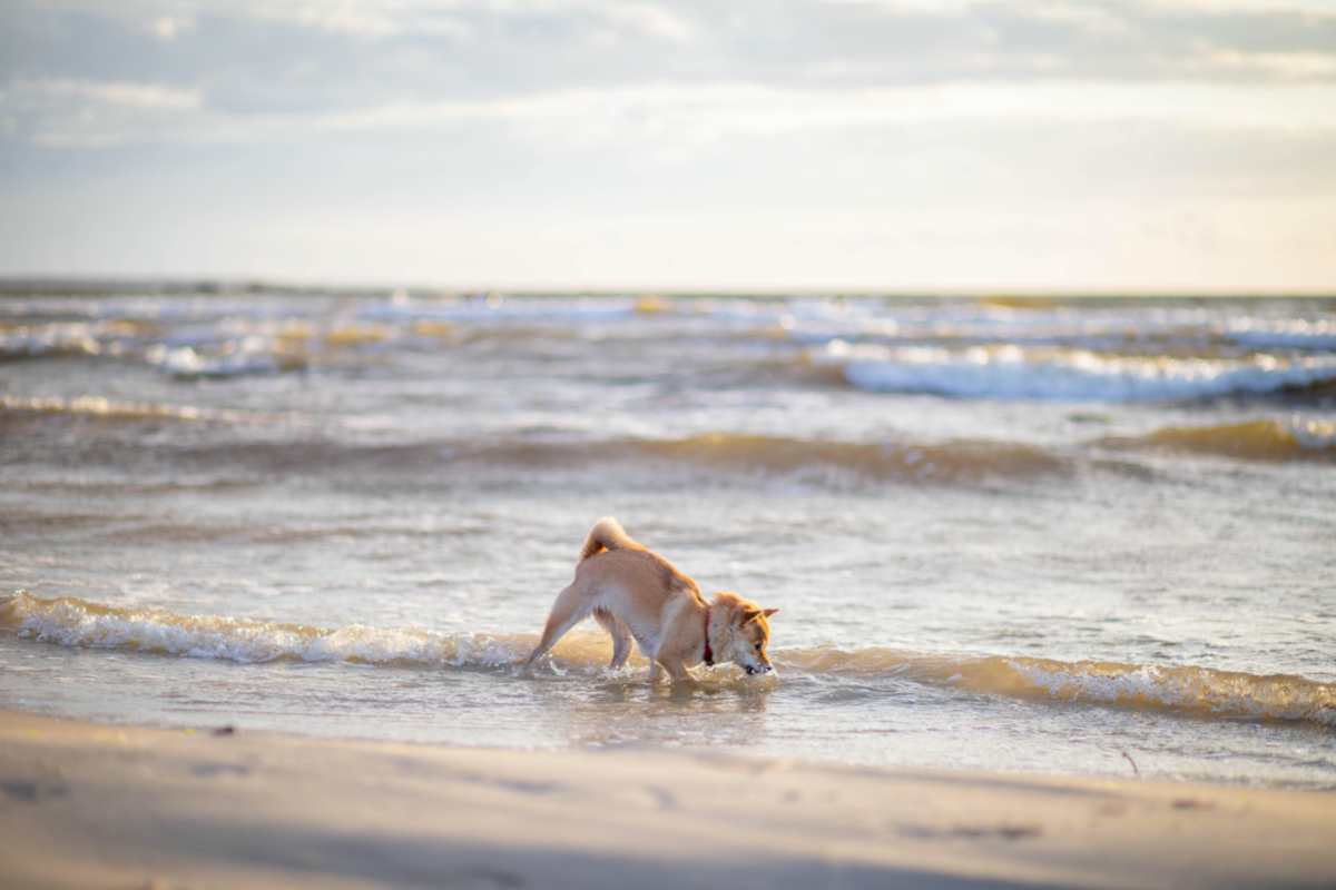 L'acqua di mare un rischio per i cani