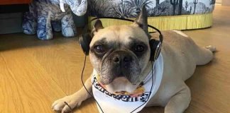 Matilda, la cagnolina morta di Chiara Ferragni