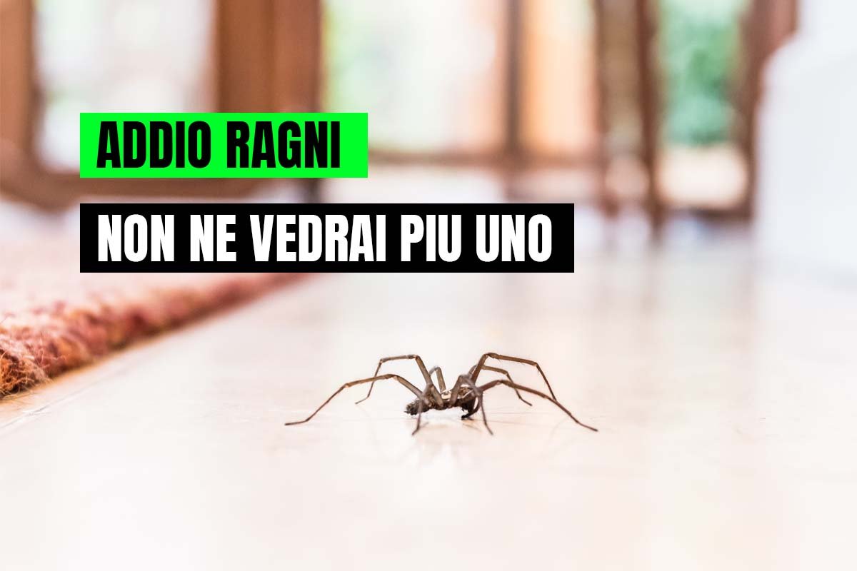 addio ragni