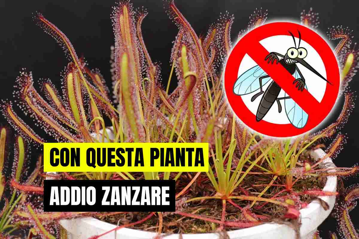 With these plants, mosquitoes will only be a distant memory if they eat them all