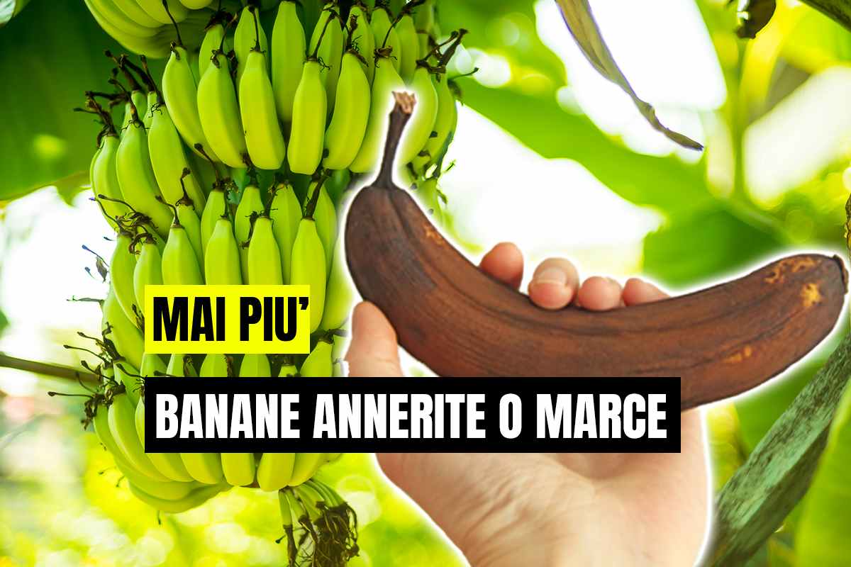 banane annerite