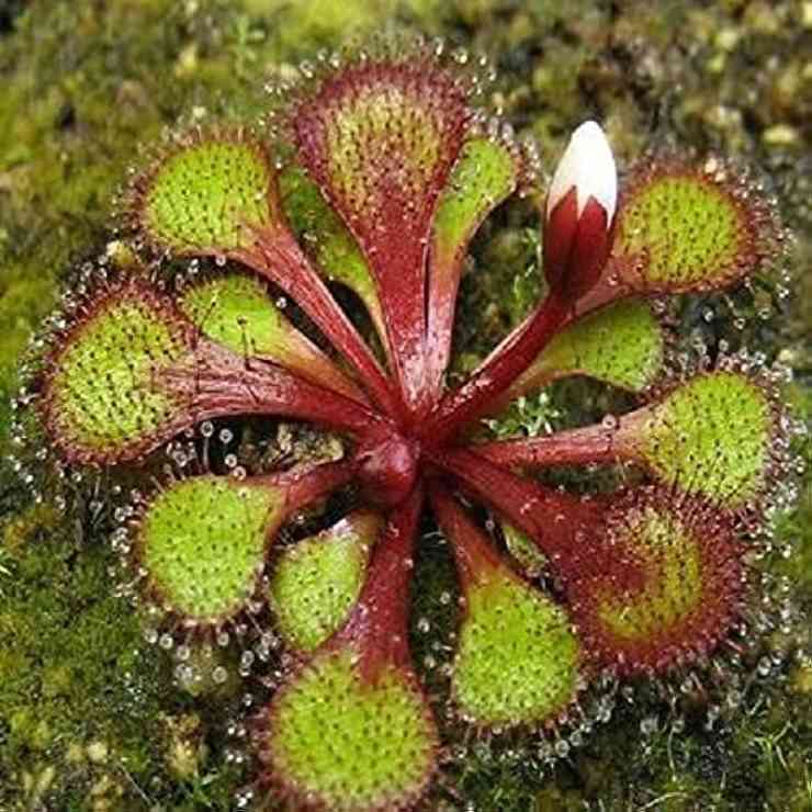 La drosera