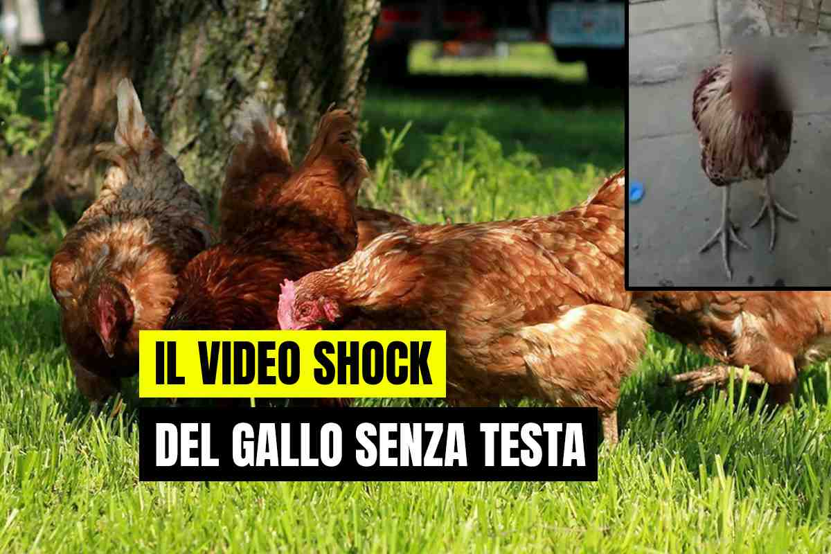 Gallo senza testa