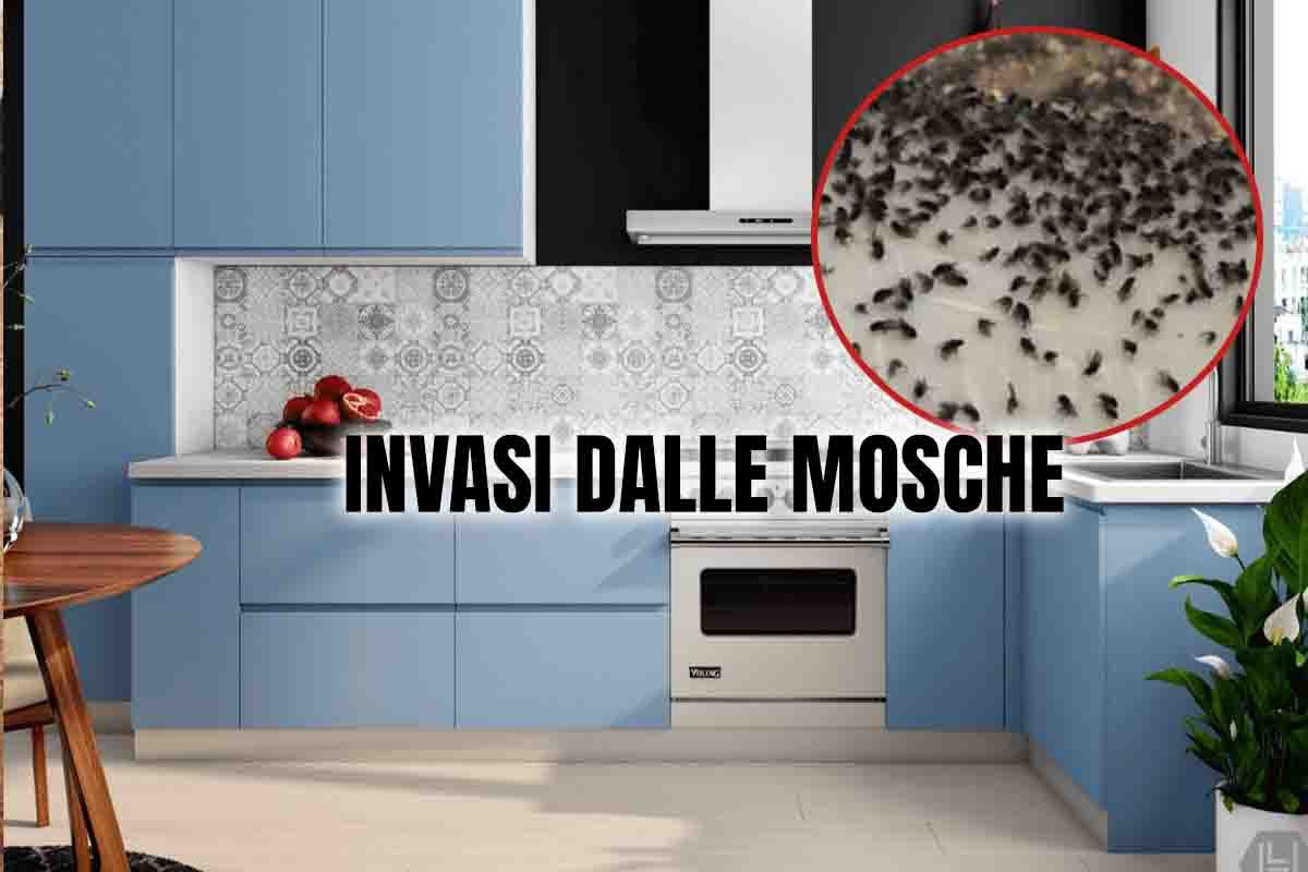 mosche-invasione