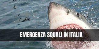 emergenza squali