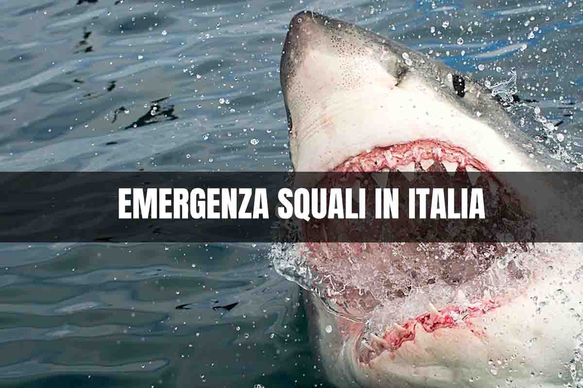 emergenza squali