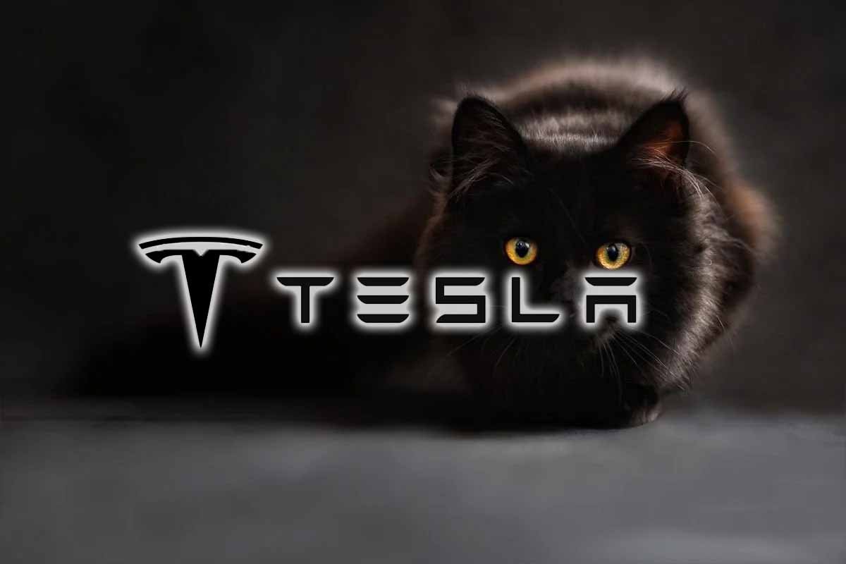 tesla gatto