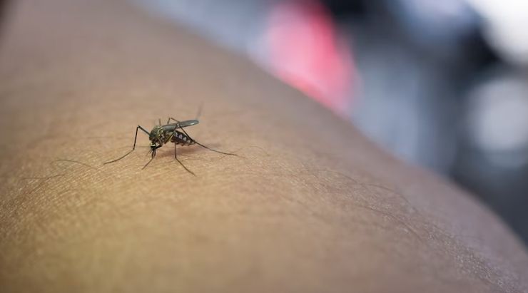 Mosquito del brazo