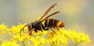 Allerta vespa velutina
