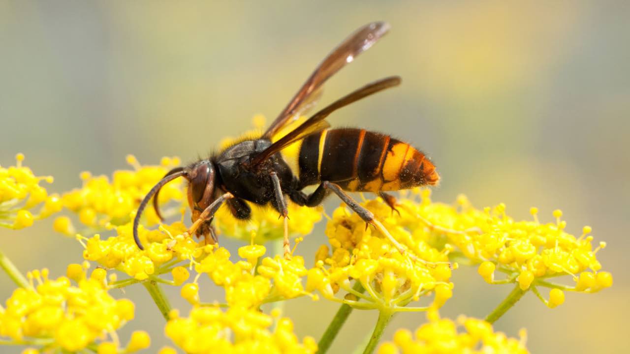 Allerta vespa velutina