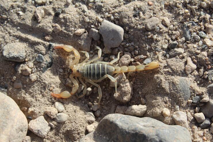 Brasile scorpione giallo