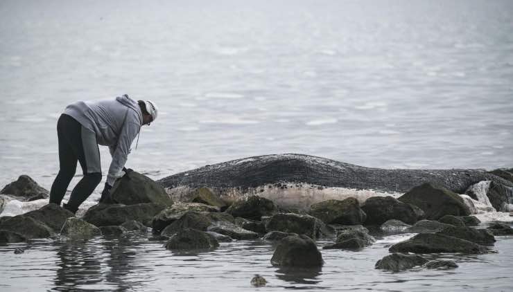 Cetaceo trovato morto