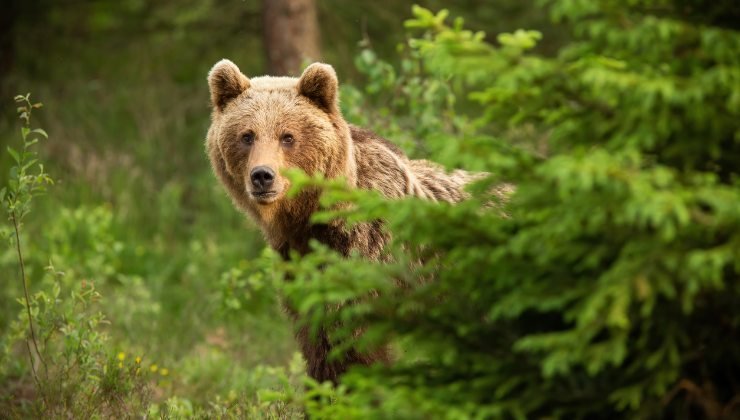 Orso nei boschi