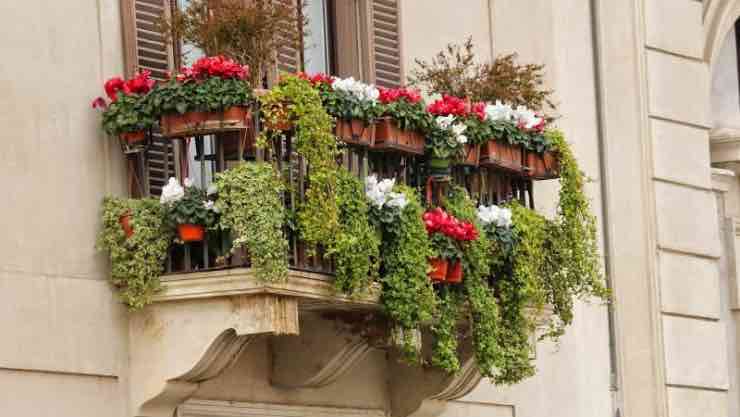 Piante balcone