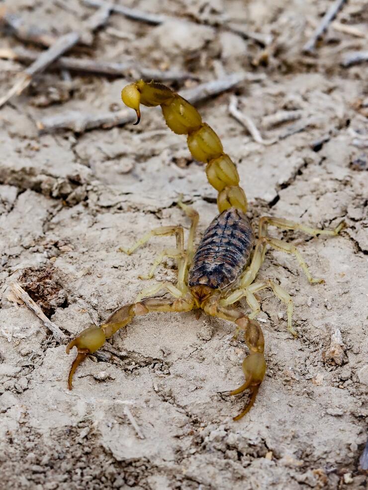 Scorpione giallo