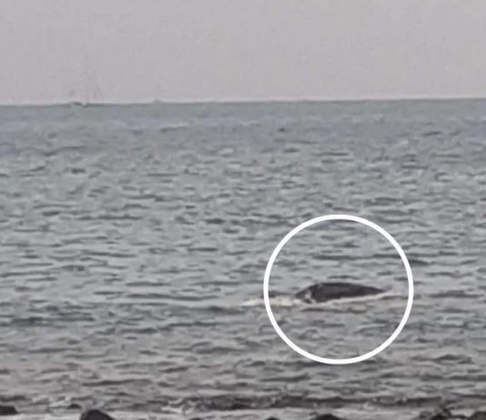 Trovata morta su una spiaggia