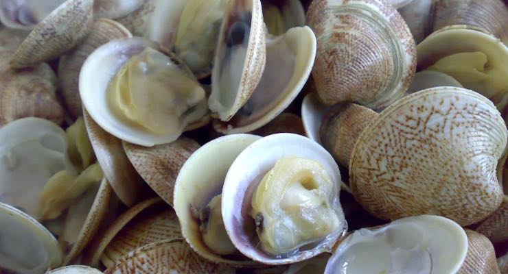 Vongole