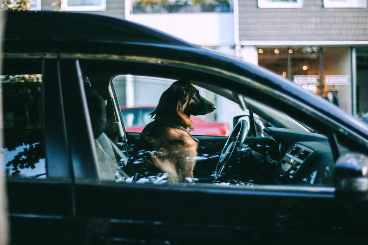 cane abbandonato in auto