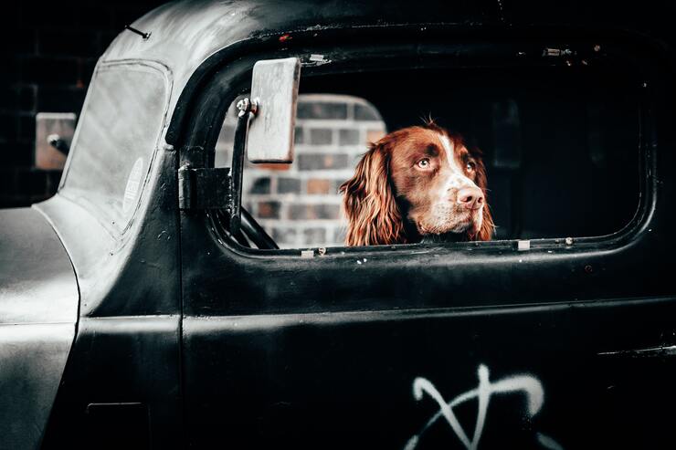 cane lasciato in auto