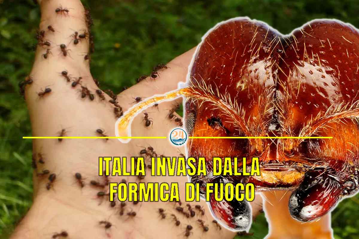 Formica di fuoco