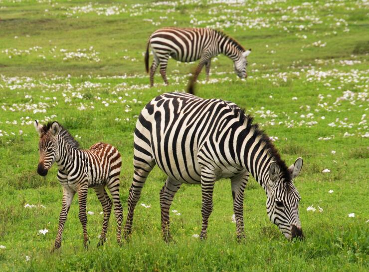 gli studi sulle zebre
