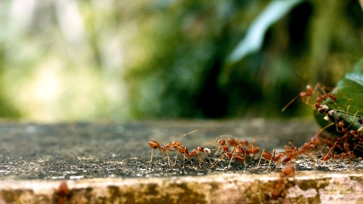 Invasione formiche