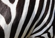 le strisce delle zebre