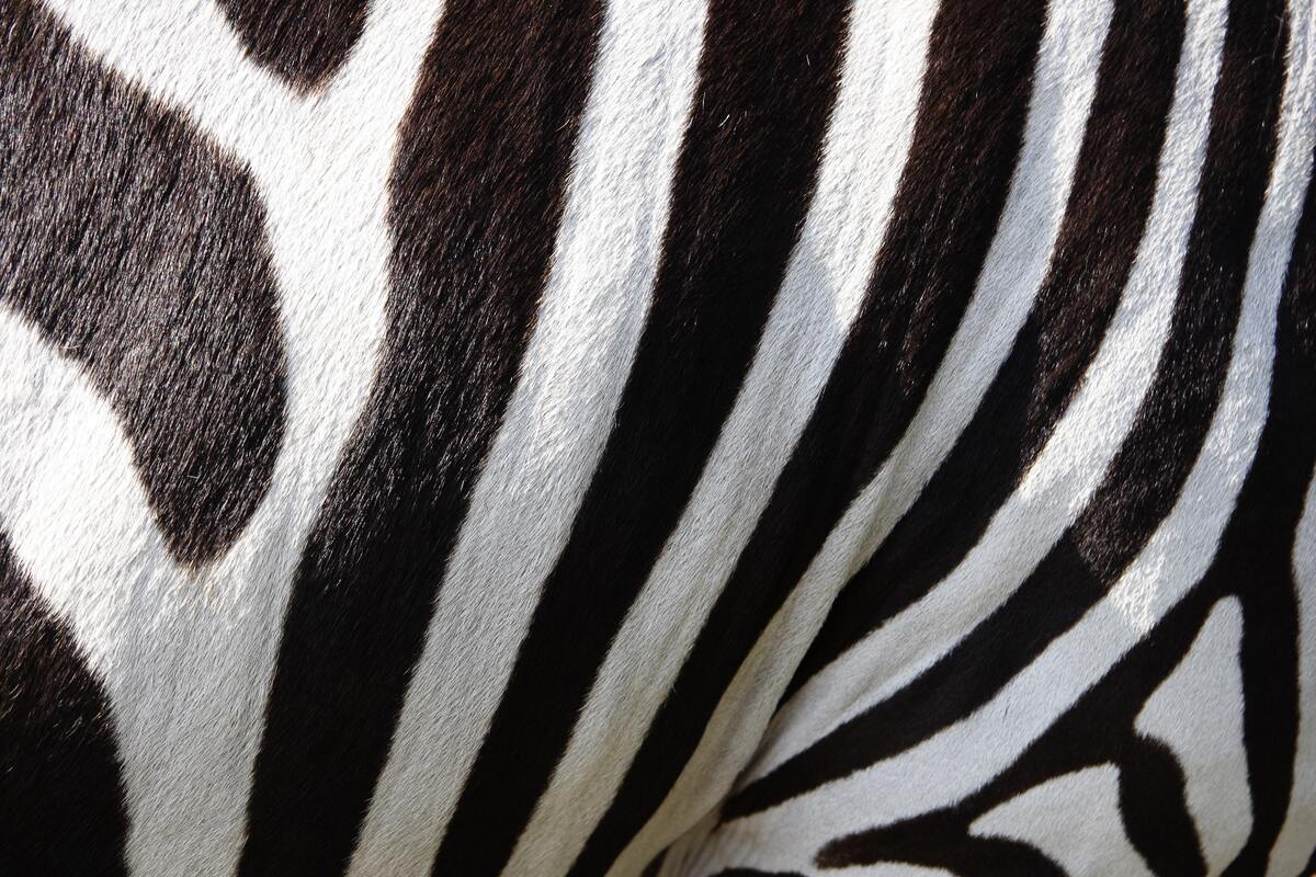 le strisce delle zebre