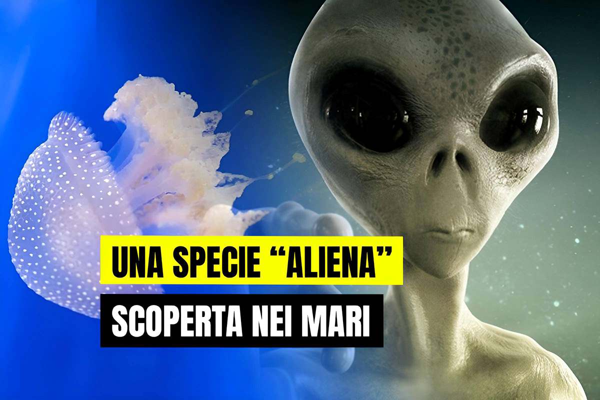 Scoperta nuova specie