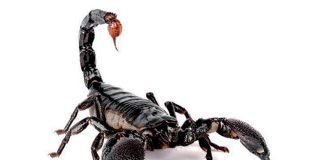 scorpione