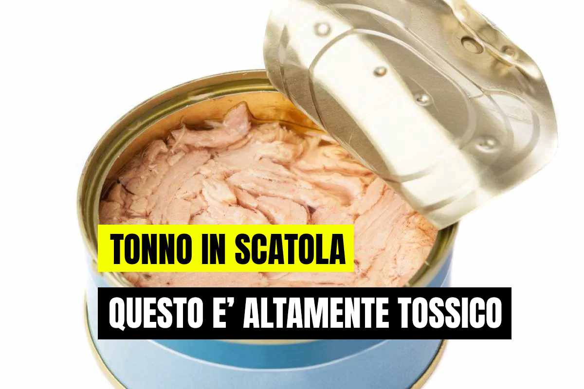 tonno scatola