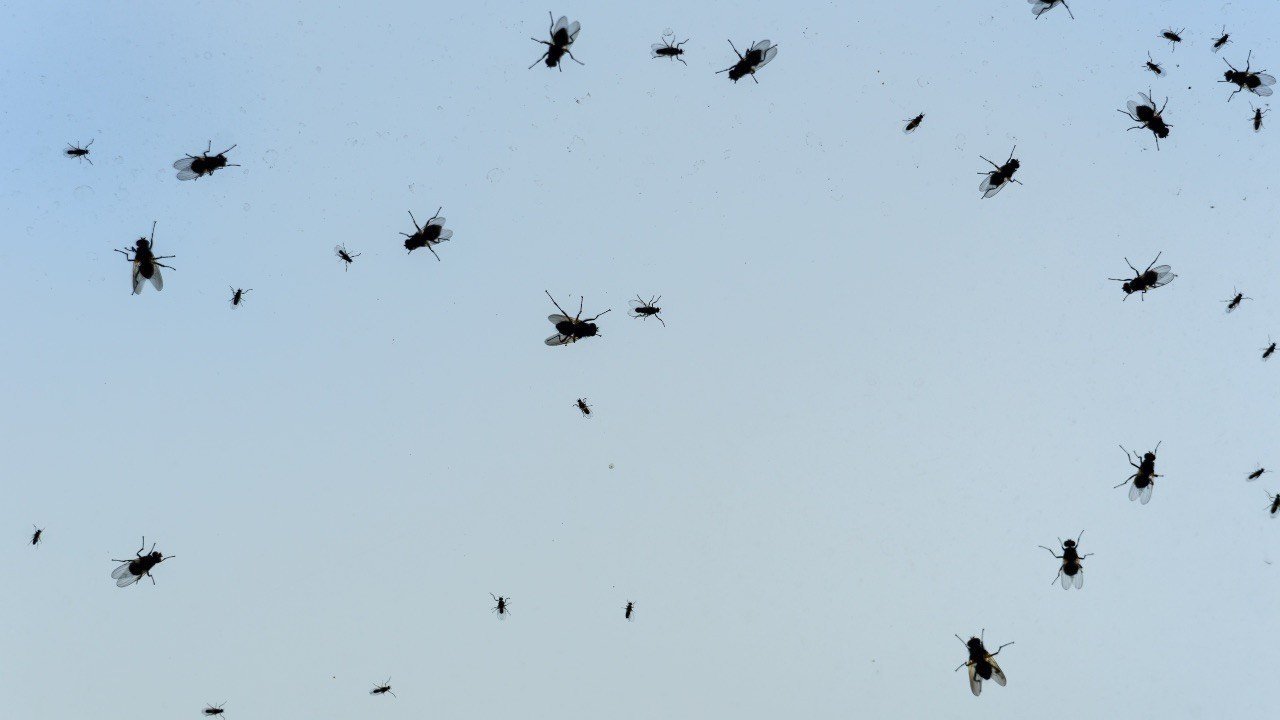 Invasione di mosche