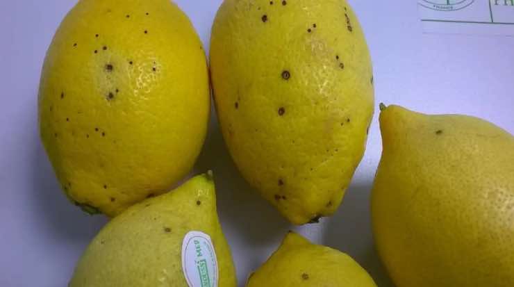 Macchie sui limoni
