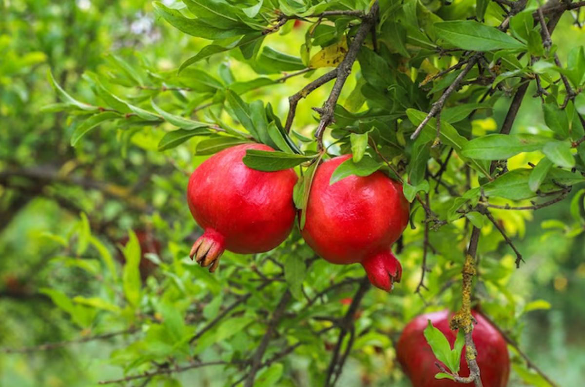 Alberi da frutta