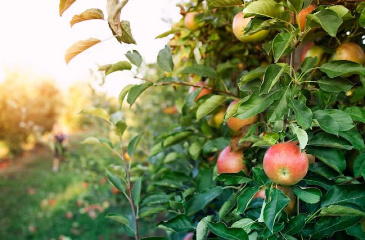 Alberi frutto vicini di casa