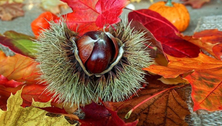 Perché le castagne fanno bene