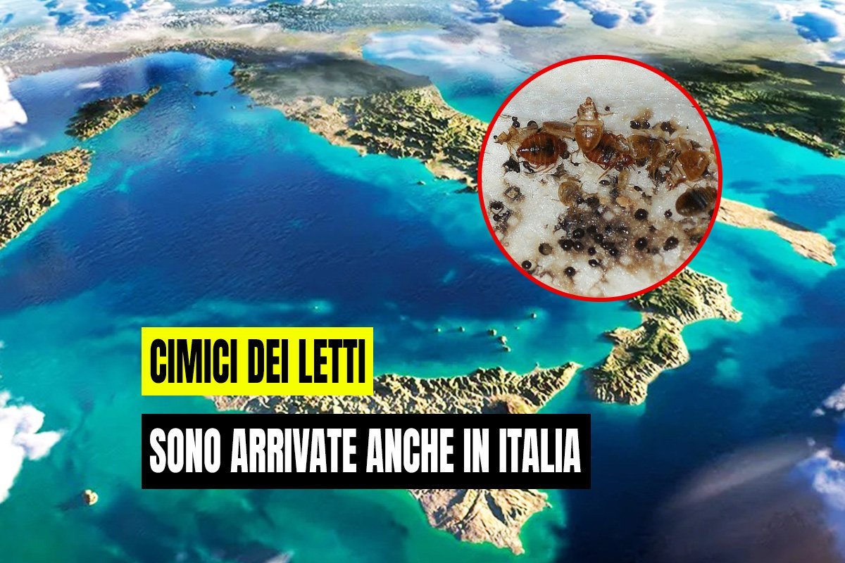 Le cimici invado l'Italia