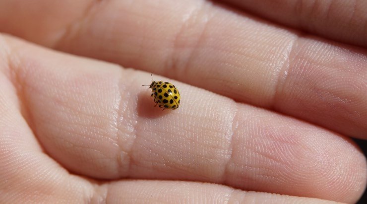 Coccinella sulla mano