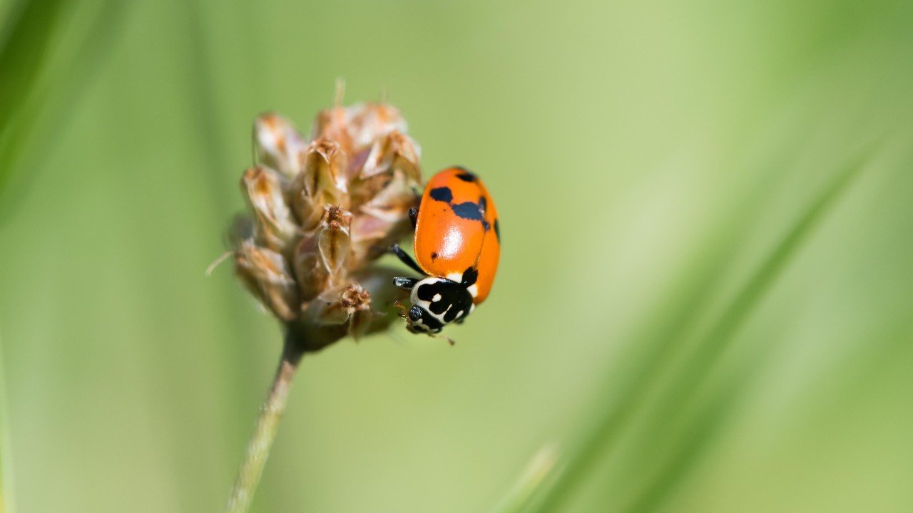 Coccinelle pericolose