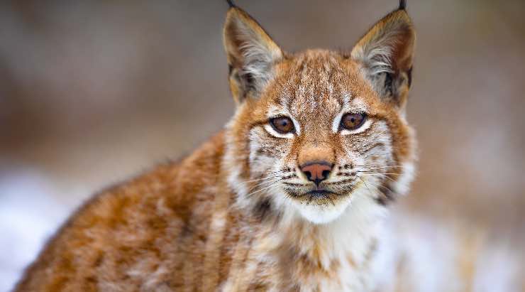 Lince nella foresta