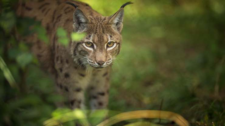 Lince