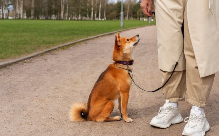 Cane passeggiata pericolo