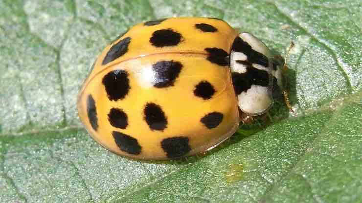 coccinella arlecchino